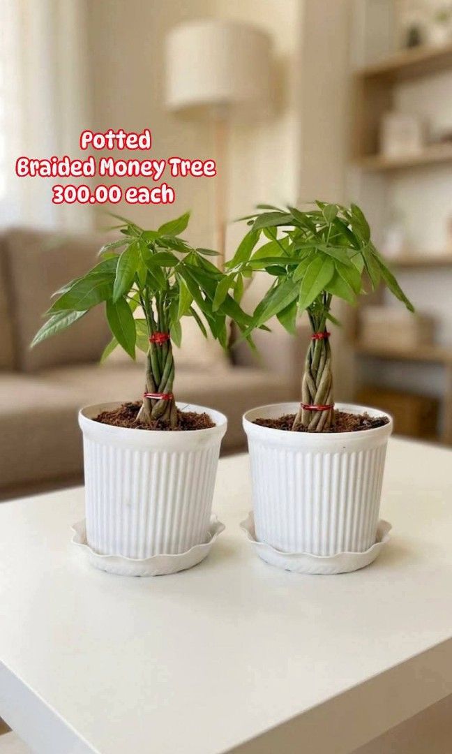 Potted Braided Money Tree (Category: Plants & Seeds) located in Paranaque City. Submitted by mherz_ariel (Listing ID 1469255076, Image 1). Description: .