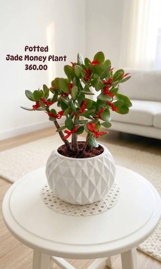 Potted Jade Money Plant (Category: Plants & Seeds) located in Paranaque City. Submitted by mherz_ariel (Listing ID 1469254846, Image 1). Description: .