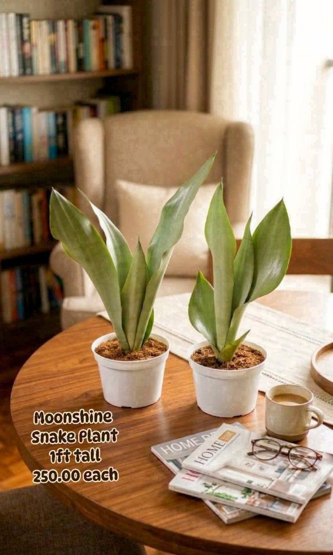Potted Moonshine Snake Plant (Category: Plants & Seeds) located in Paranaque City. Submitted by mherz_ariel (Listing ID 1469255757, Image 1). Description: .