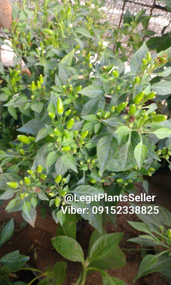 Sili Labuyo plant (Category: Plants & Seeds) located in Quezon City. Submitted by miyuckie_deleon (Listing ID 1469245930, Image 2). Description: .