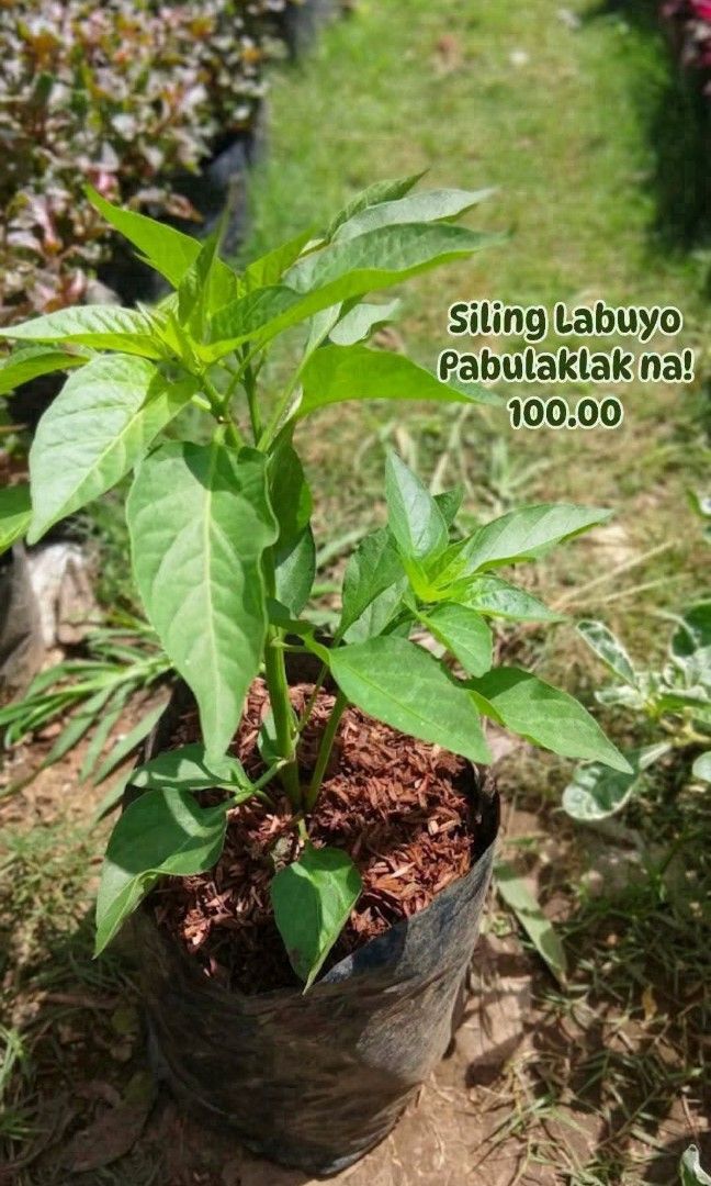 Siling Labuyo (Category: Plants & Seeds) located in Paranaque City. Submitted by mherz_ariel (Listing ID 1469256078, Image 1). Description: .