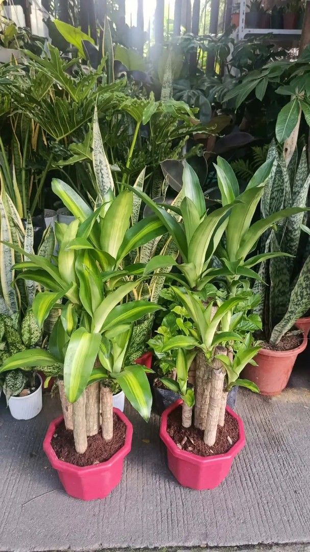 Silver pine tree and fortune plant (Category: Plants & Seeds) located in Manila. Submitted by crisantovelasco (Listing ID 1469194602, Image 3). Description: - - Planted in stylish ribbed white cylindrical pots - Fresh, dark soil included - Low maintenance and easy to care for - Perfect for indoor spaces or balcony gardens.