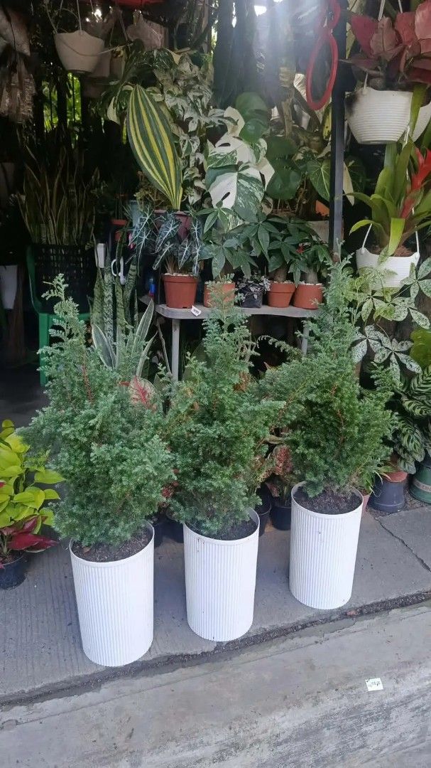 Silver pine tree and fortune plant (Category: Plants & Seeds) located in Manila. Submitted by crisantovelasco (Listing ID 1469194602, Image 1). Description: - - Planted in stylish ribbed white cylindrical pots - Fresh, dark soil included - Low maintenance and easy to care for - Perfect for indoor spaces or balcony gardens.