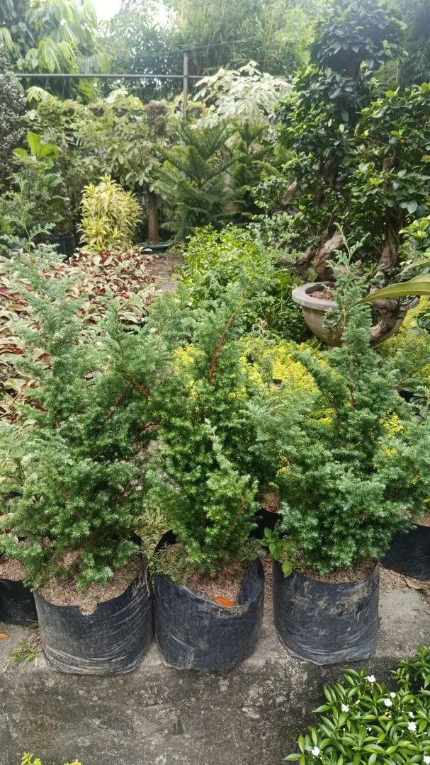 Silver pine tree and fortune plant (Category: Plants & Seeds) located in Manila. Submitted by crisantovelasco (Listing ID 1469194602, Image 2). Description: - - Planted in stylish ribbed white cylindrical pots - Fresh, dark soil included - Low maintenance and easy to care for - Perfect for indoor spaces or balcony gardens.