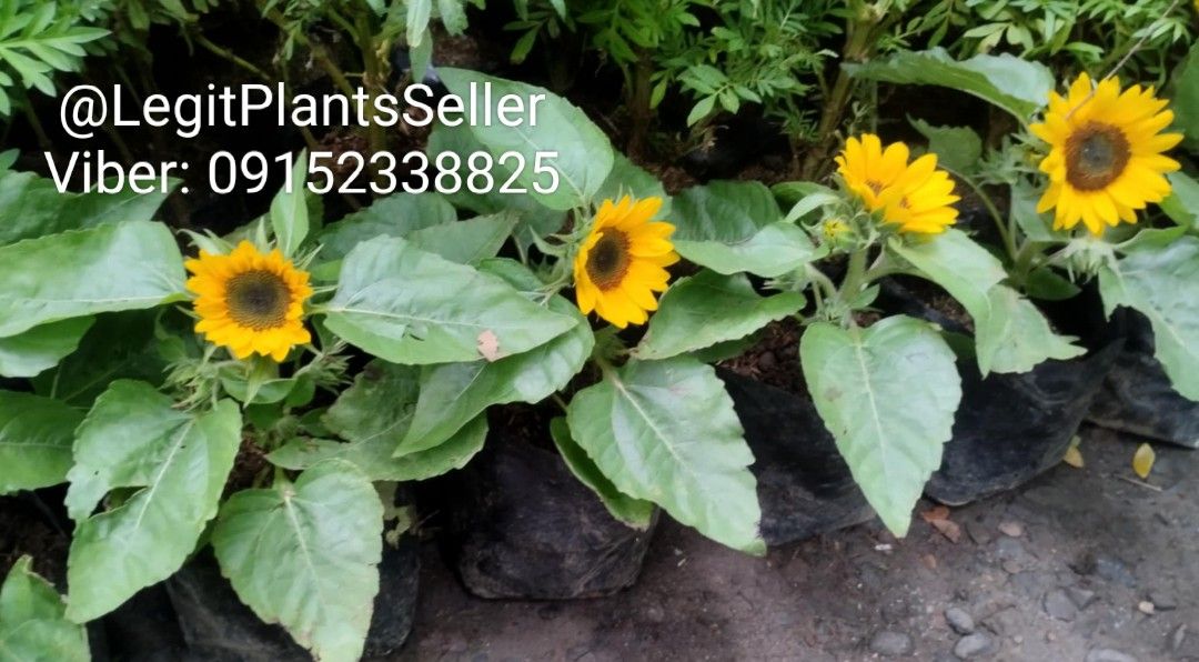 Sunflower Plant 🌻 (Category: Gardening Tools & Ornaments) located in Quezon City. Submitted by miyuckie_deleon (Listing ID 1469245649, Image 3). Description: .
