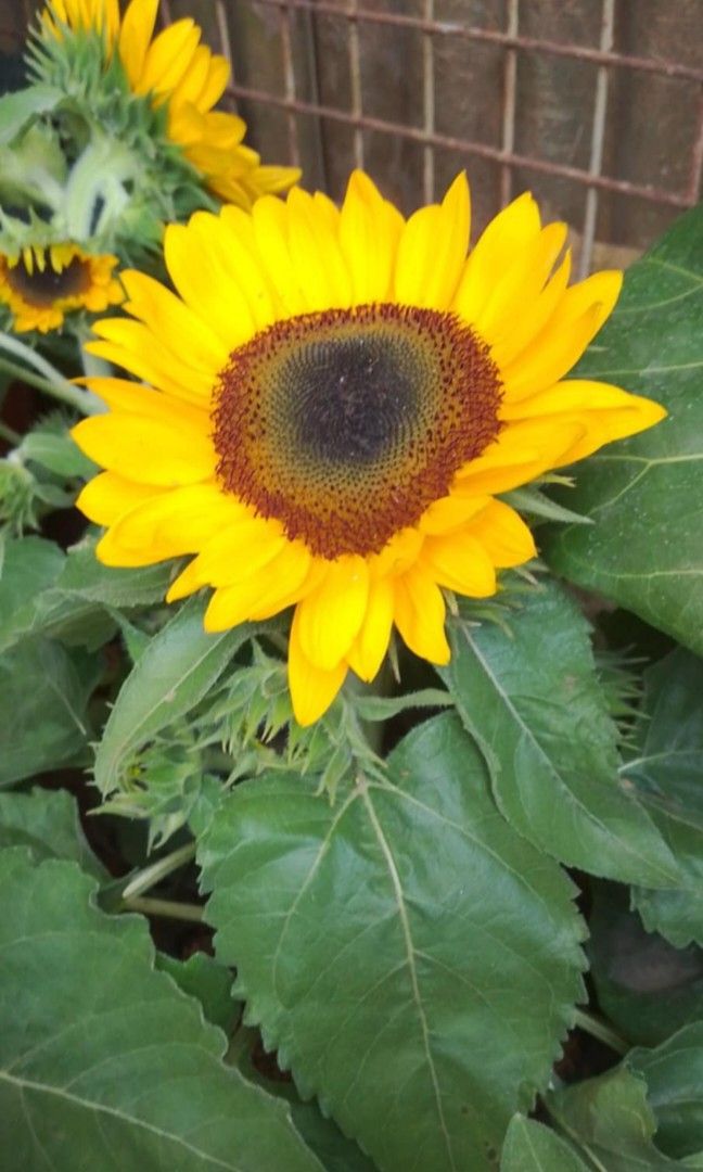 Sunflower Plant 🌻 (Category: Gardening Tools & Ornaments) located in Quezon City. Submitted by miyuckie_deleon (Listing ID 1469245649, Image 2). Description: .