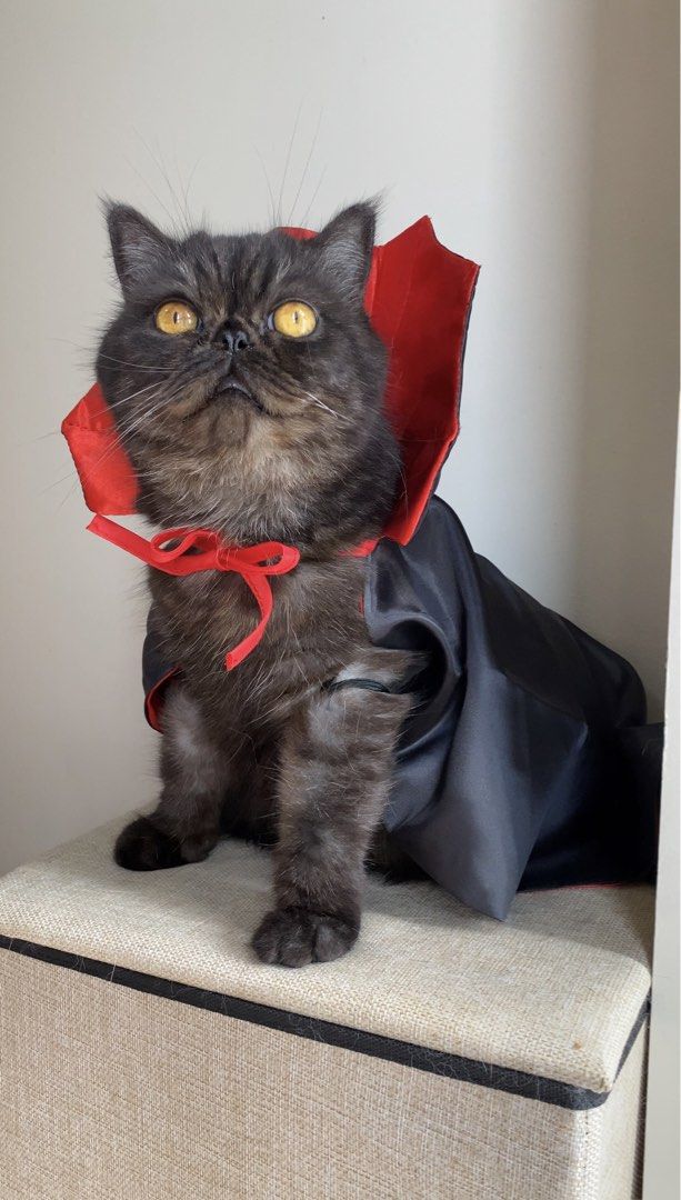 Vampire Cape Pet Costume (Category: Homes & Other Pet Accessories) located in Quezon City. Submitted by meowketplace (Listing ID 1469184953, Image 1). Description: Size: Free size (Model is 5kg) Used for photos and videos only RFS: Decluttering.