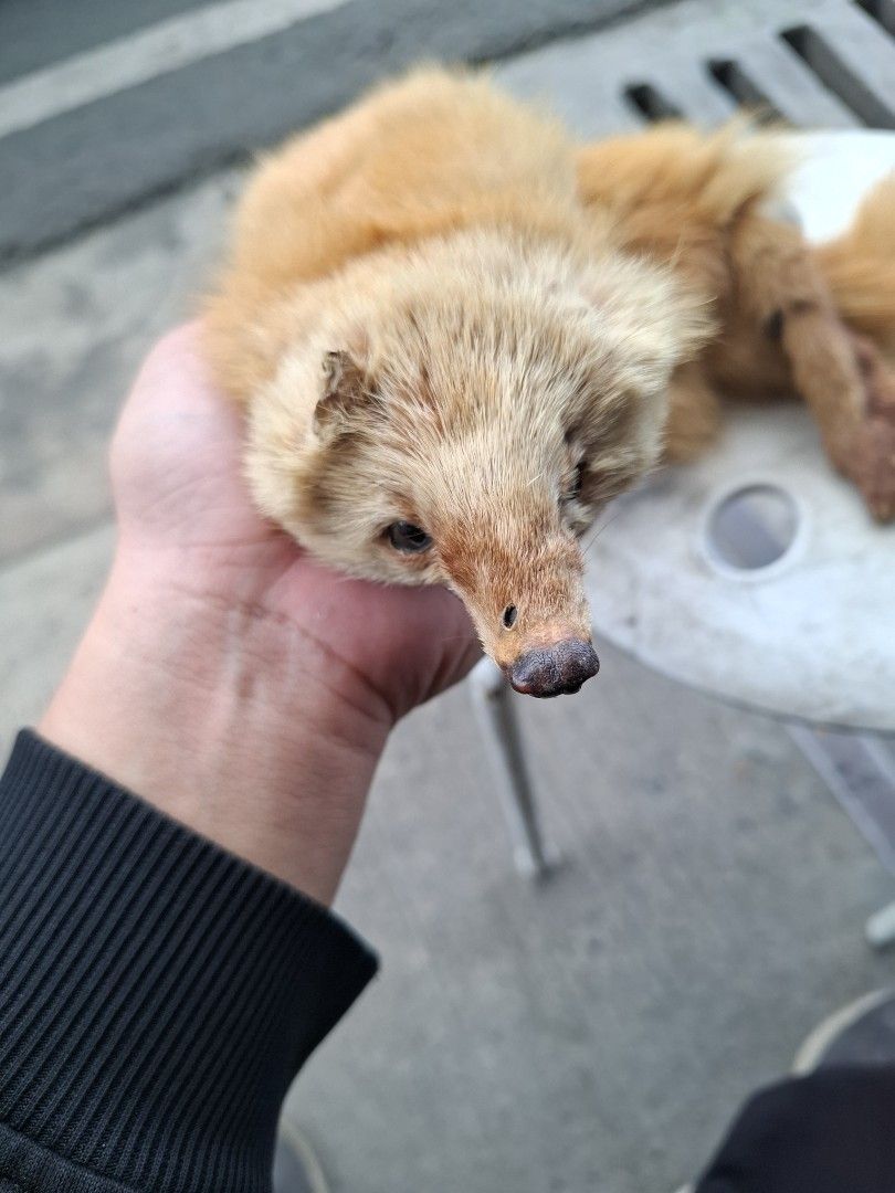 Vintage Real Fox Fur Stole Scarf (Category: Scarves) located in Manila. Submitted by rocksolid227 (Listing ID 1469208487, Image 2). Description: - Authentic real fox fur stole in a rich reddish-brown shade - Complete pelt featuring a detailed head with glass eyes, dark snout, tail, and paws - Incredibly soft, plush, and fluffy texture - Versatile statement piece ideal for vintage looks, editorial shoots, or costume wear - Ships securely from a tr