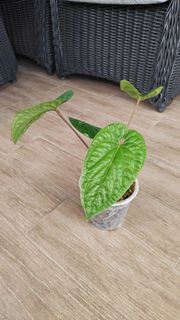 (Category: ) located in . Submitted by leafhappily (Listing ID 1469536905, Image 1). Description: .