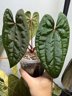 （分類：）位於 。 由 apaplants 提交（商品編號 1469407108，圖片 1）。簡介： 。