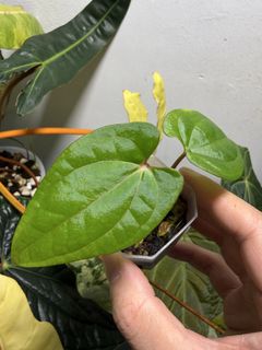 （分類：）位於 。 由 apaplants 提交（商品編號 1469407362，圖片 1）。簡介： 。