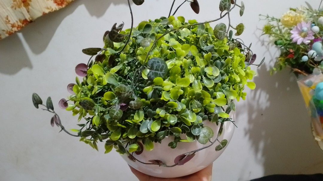Artificial potted plant in white ceramic round bowl (Category: Artificial Plants & Flowers) located in San Pablo. Submitted by elijasam (Listing ID 1469553522, Image 1). Description: - Artificial plant arrangement in a chic glossy white round ceramic pot - Features vibrant green foliage with trendy trailing string-of-hearts vines - Leaves boast a lovely style - 100% zero maintenance: no watering or sunlight needed - Ideal tabletop decor for livin