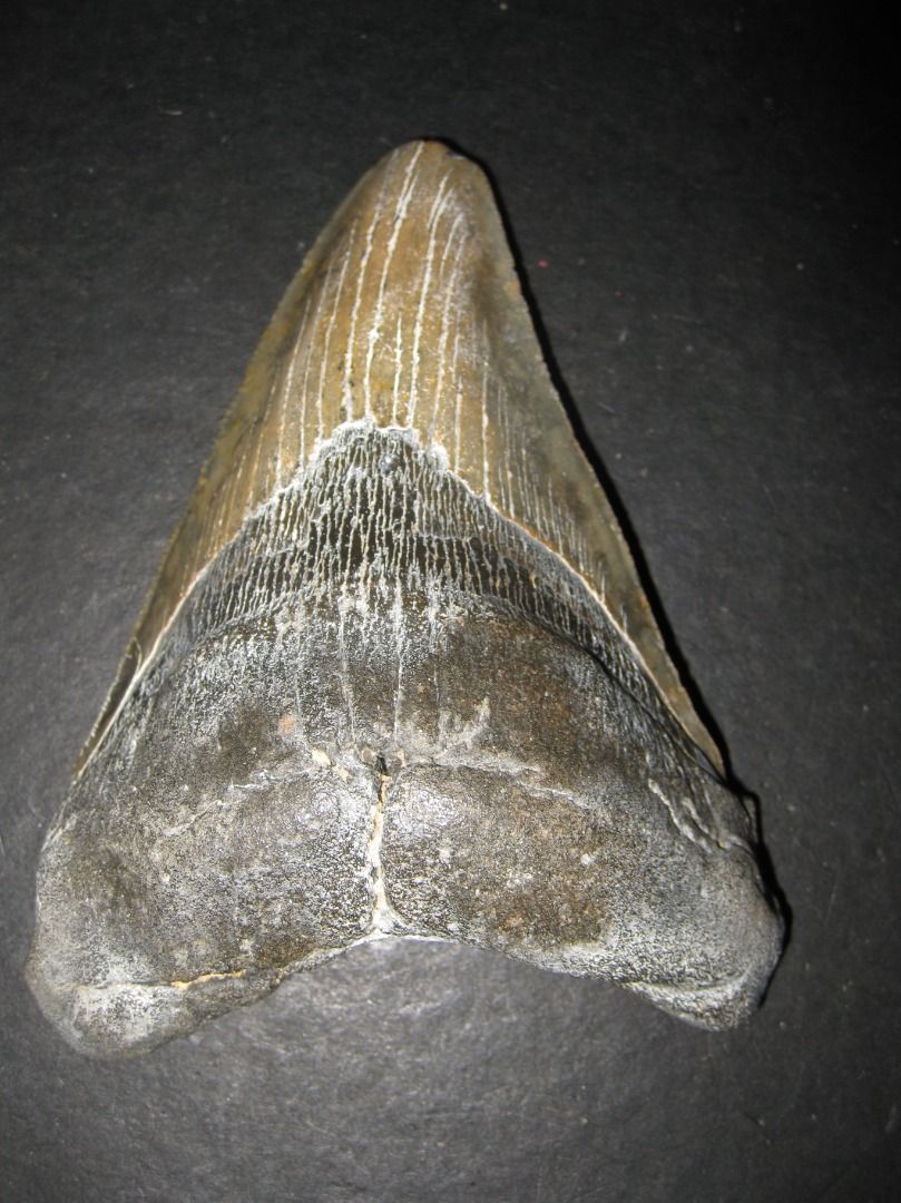 Authentic Huge Unaltered Megalodon Shark Tooth Fossil (Category: Vintage Collectibles) located in Baguio. Submitted by winstonsheebamonna (Listing ID 1469417531, Image 3). Description: Authentic Unaltered Megalodon Shark Tooth Fossil Just under 5" 4.95" Am selling some of my Collection All my Teeth are Guaranteed Authentic & Unaltered. In Very Good condition, a beautiful example. Difficult to find this size in this condition. Purchased this & mos