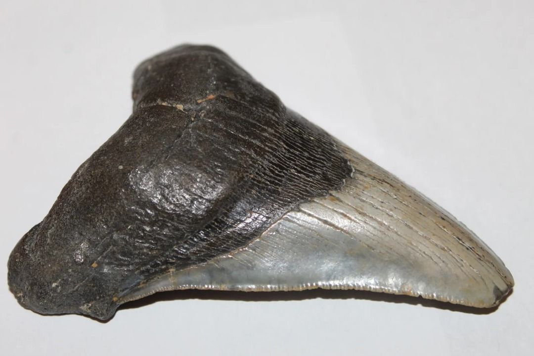 Authentic Huge Unaltered Megalodon Shark Tooth Fossil (Category: Vintage Collectibles) located in Baguio. Submitted by winstonsheebamonna (Listing ID 1469417531, Image 2). Description: Authentic Unaltered Megalodon Shark Tooth Fossil Just under 5" 4.95" Am selling some of my Collection All my Teeth are Guaranteed Authentic & Unaltered. In Very Good condition, a beautiful example. Difficult to find this size in this condition. Purchased this & mos
