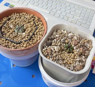 （分類：）位於 。 由 buyshellonly 提交（商品編號 1469396603，圖片 1）。簡介： 。