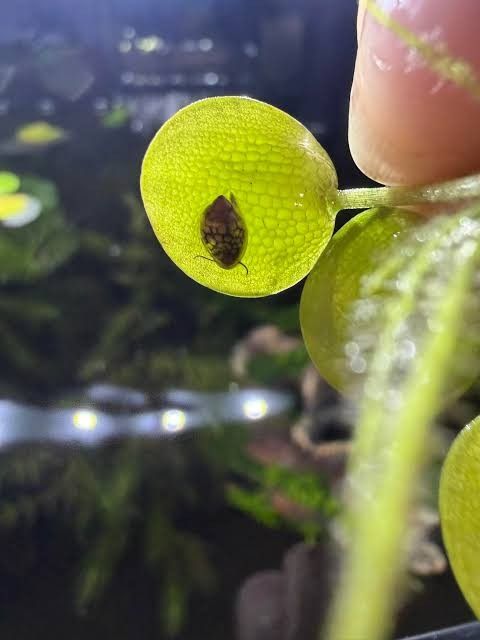 Bladder snail (Category: Health & Grooming) located in Kuala Lumpur. Submitted by syafff_99 (Listing ID 1469452339, Image 1). Description: Siput untuk aquarium, nak bagi free je, sapa nak pm... area sepang.