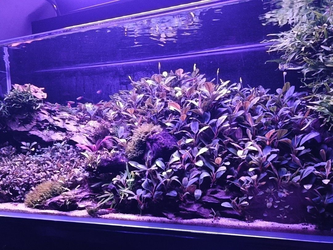bucephalandra (Category: Plants & Seeds) located in Singapore. Submitted by mtlim (Listing ID 1469540919, Image 3). Description: bucephalandra stem riz 2 for $ 12.