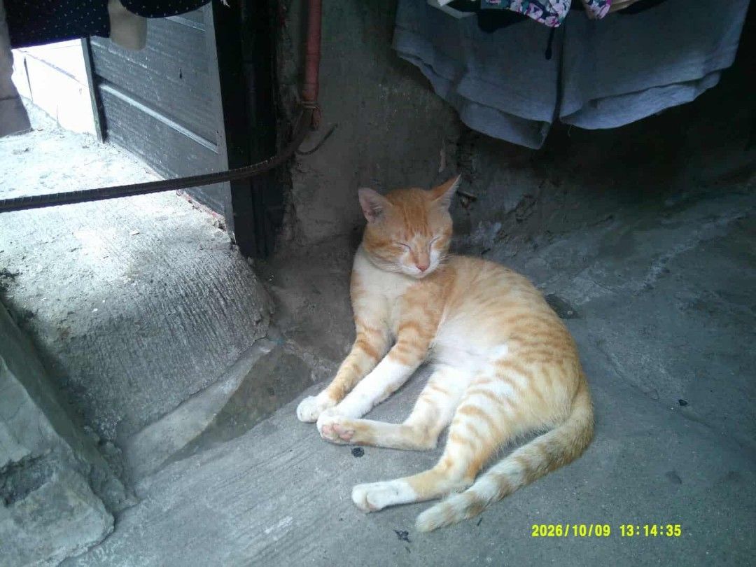 DIGI CAM (BLACK) (Category: Cameras) located in Manila. Submitted by swiftturtle_181004 (Listing ID 1469527604, Image 3). Description: KITBEEZ KC-2 camera (originaly bought for 2.6k) ⊹ ࣪ ˖ 𝒔𝒆𝒍𝒍𝒊𝒏𝒈 𝒎𝒚 𝒌𝒊𝒕𝒃𝒆𝒆𝒛 𝒌𝒄-𝟐 ⊹ ࣪ ˖ 𖦹 camera itself 𖦹 card reader (ios & type c) 𖦹 32gb sd card 𖦹 pouch 𖦹 hand strap 𖦹 box of the camera ⋆˙⟡ no functional issues ⋆˙⟡ ✮ ⋆ rfs : hindi nagagamit kasi super duper busy sa work .ᐟ.ᐟ price : 2,000 �
