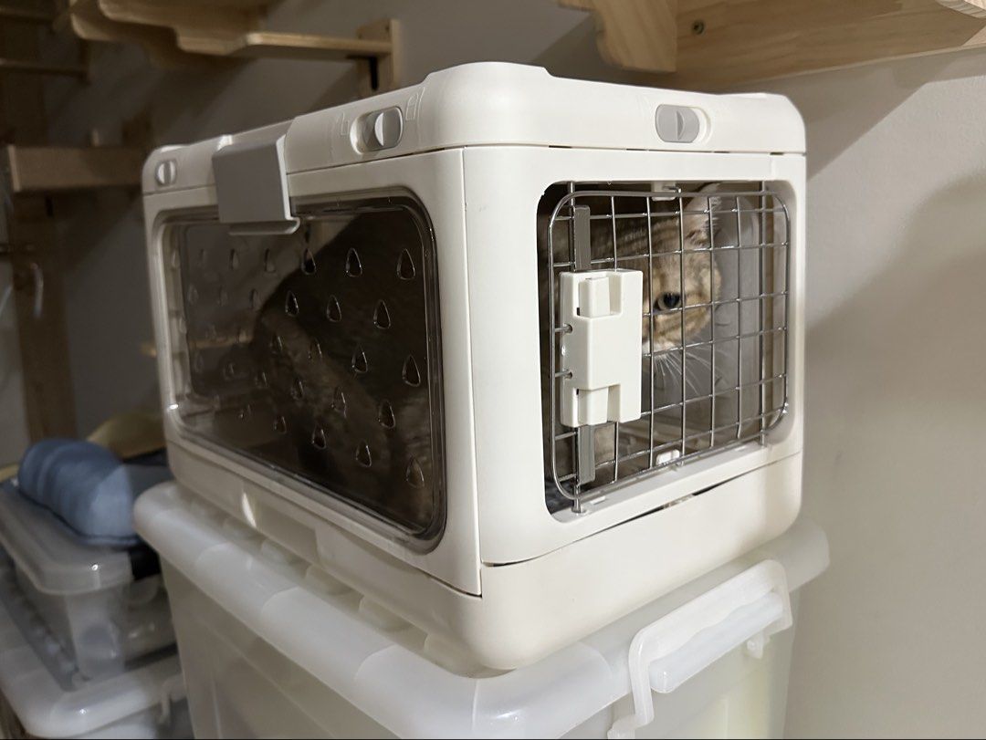 Foldable / Collapsible Pet Travel Carrier (Category: Homes & Other Pet Accessories) located in San Juan City. Submitted by channiesara3 (Listing ID 1469490728, Image 3). Description: Brand new! Placed my heavy cat (5.3kg) inside for pictures only. Product Material: PP + Iron Mesh Suitable for: Cats and Dogs Weight of Carrier: 2.4kg Dimensions: Unfolded size: 50cm*32cm*31cm Folded size: 50cm*32cm*11cm. Loc: San Juan City.