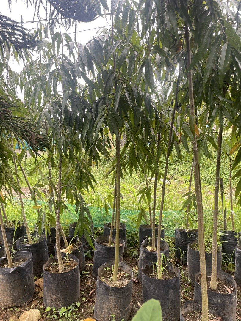 Indian tree (Category: Gardening Tools & Ornaments) located in Silang. Submitted by luckykoki2018 (Listing ID 1469419504, Image 1). Description: .