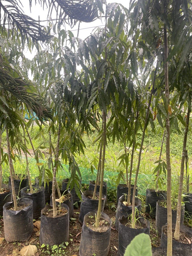 Indian tree (Category: Gardening Tools & Ornaments) located in Silang. Submitted by luckykoki2018 (Listing ID 1469419504, Image 2). Description: .