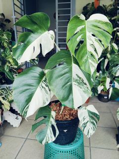 (Category: ) located in . Submitted by lynn270359929 (Listing ID 1469497597, Image 1). Description: .