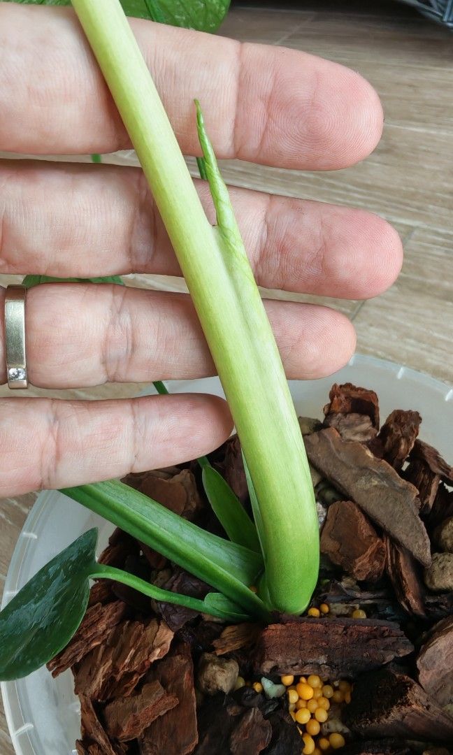 Monstera Devil (Category: Other Merchandise) located in Singapore. Submitted by leafhappily (Listing ID 1469439362, Image 5). Description: 🚚 FREE DELIVERY (min. spend): • $50+ — Sembawang / Yishun • $120+ — Woodlands / Punggol / Sengkang / Bishan / Ang Mo Kio • $200+ — Islandwide 📍 PICKUP OPTIONS 🏠 S769317 | 🛍️ Sembawang SC | 🚆 Canberra MRT 📮 Courier $20/trip 🛒 More Plants on Carousell: https://carousell.app.link/9tLqk29Fn1b.
