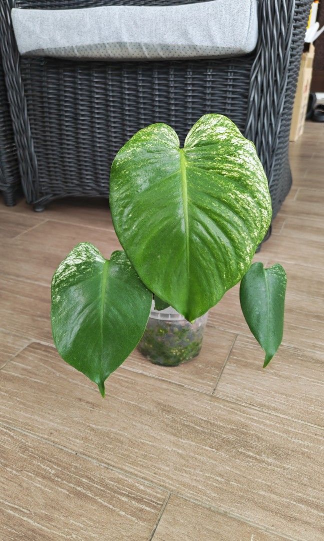 Monstera Devil (Category: Other Merchandise) located in Singapore. Submitted by leafhappily (Listing ID 1469439362, Image 1). Description: 🚚 FREE DELIVERY (min. spend): • $50+ — Sembawang / Yishun • $120+ — Woodlands / Punggol / Sengkang / Bishan / Ang Mo Kio • $200+ — Islandwide 📍 PICKUP OPTIONS 🏠 S769317 | 🛍️ Sembawang SC | 🚆 Canberra MRT 📮 Courier $20/trip 🛒 More Plants on Carousell: https://carousell.app.link/9tLqk29Fn1b.