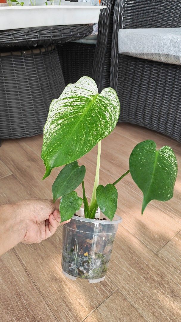 Monstera Devil (Category: Other Merchandise) located in Singapore. Submitted by leafhappily (Listing ID 1469535296, Image 4). Description: 🚚 FREE DELIVERY (min. spend): • $50+ — Sembawang / Yishun • $120+ — Woodlands / Punggol / Sengkang / Bishan / Ang Mo Kio • $200+ — Islandwide 📍 PICKUP OPTIONS 🏠 S769317 | 🛍️ Sembawang SC | 🚆 Canberra MRT 📮 Courier $20/trip 🛒 More Plants on Carousell: https://carousell.app.link/9tLqk29Fn1b .
