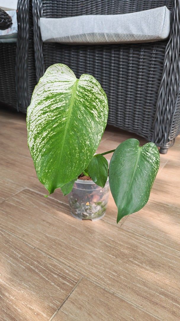 Monstera Devil (Category: Other Merchandise) located in Singapore. Submitted by leafhappily (Listing ID 1469535296, Image 1). Description: 🚚 FREE DELIVERY (min. spend): • $50+ — Sembawang / Yishun • $120+ — Woodlands / Punggol / Sengkang / Bishan / Ang Mo Kio • $200+ — Islandwide 📍 PICKUP OPTIONS 🏠 S769317 | 🛍️ Sembawang SC | 🚆 Canberra MRT 📮 Courier $20/trip 🛒 More Plants on Carousell: https://carousell.app.link/9tLqk29Fn1b .