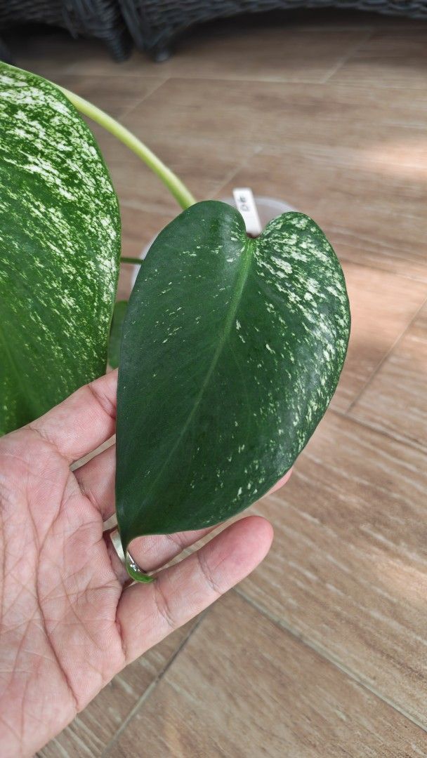 Monstera Devil (Category: Other Merchandise) located in Singapore. Submitted by leafhappily (Listing ID 1469535296, Image 3). Description: 🚚 FREE DELIVERY (min. spend): • $50+ — Sembawang / Yishun • $120+ — Woodlands / Punggol / Sengkang / Bishan / Ang Mo Kio • $200+ — Islandwide 📍 PICKUP OPTIONS 🏠 S769317 | 🛍️ Sembawang SC | 🚆 Canberra MRT 📮 Courier $20/trip 🛒 More Plants on Carousell: https://carousell.app.link/9tLqk29Fn1b .