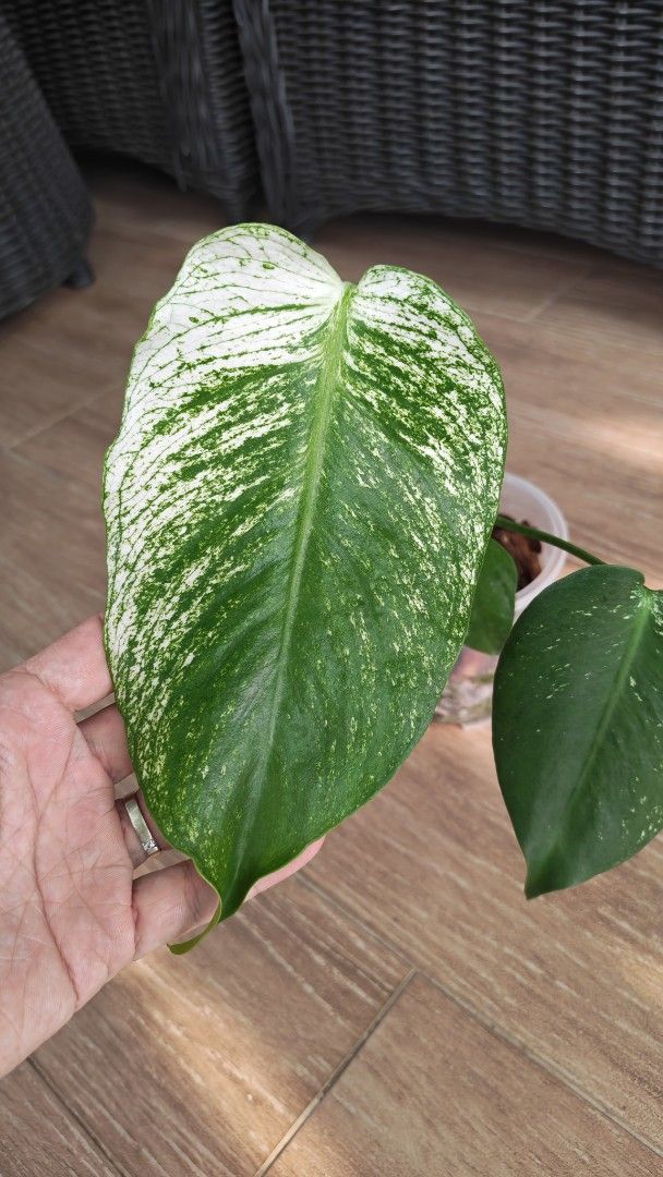 Monstera Devil (Category: Other Merchandise) located in Singapore. Submitted by leafhappily (Listing ID 1469535296, Image 2). Description: 🚚 FREE DELIVERY (min. spend): • $50+ — Sembawang / Yishun • $120+ — Woodlands / Punggol / Sengkang / Bishan / Ang Mo Kio • $200+ — Islandwide 📍 PICKUP OPTIONS 🏠 S769317 | 🛍️ Sembawang SC | 🚆 Canberra MRT 📮 Courier $20/trip 🛒 More Plants on Carousell: https://carousell.app.link/9tLqk29Fn1b .