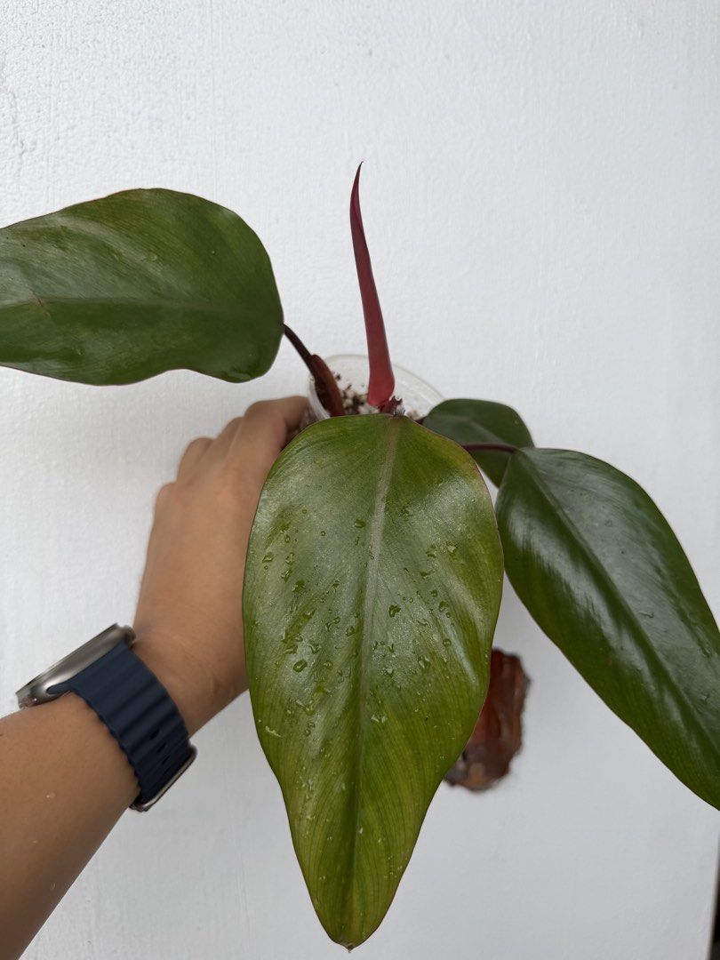 Philodendron Strawberry Shake (Category: Plants & Seeds) located in Quezon City. Submitted by satisfied_buyer (Listing ID 1469004914, Image 2). Description: Philodendron ‘Strawberry Shake’ is a highly sought-after variegated cultivar associated with the Philodendron erubescens group, native to tropical South America..