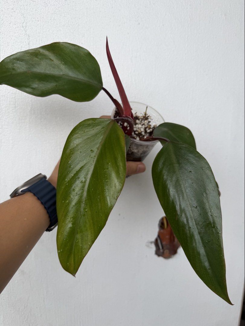 Philodendron Strawberry Shake (Category: Plants & Seeds) located in Quezon City. Submitted by satisfied_buyer (Listing ID 1469004914, Image 1). Description: Philodendron ‘Strawberry Shake’ is a highly sought-after variegated cultivar associated with the Philodendron erubescens group, native to tropical South America..