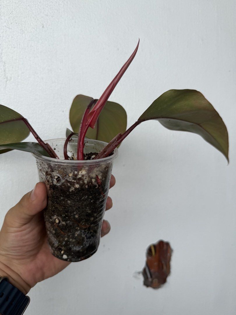 Philodendron Strawberry Shake (Category: Plants & Seeds) located in Quezon City. Submitted by satisfied_buyer (Listing ID 1469004914, Image 3). Description: Philodendron ‘Strawberry Shake’ is a highly sought-after variegated cultivar associated with the Philodendron erubescens group, native to tropical South America..