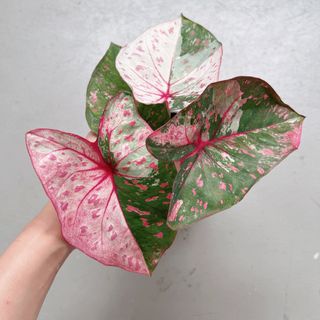 (Category: ) located in . Submitted by danichan_foliage (Listing ID 1469458572, Image 1). Description: .