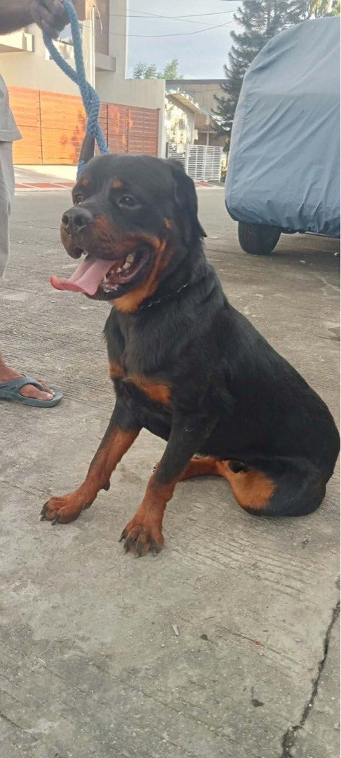 Rottweiler (Category: Homes & Other Pet Accessories) located in Quezon City. Submitted by karknaomi (Listing ID 1469496774, Image 3). Description: 1 female and 1 male Rottweiler for sale.