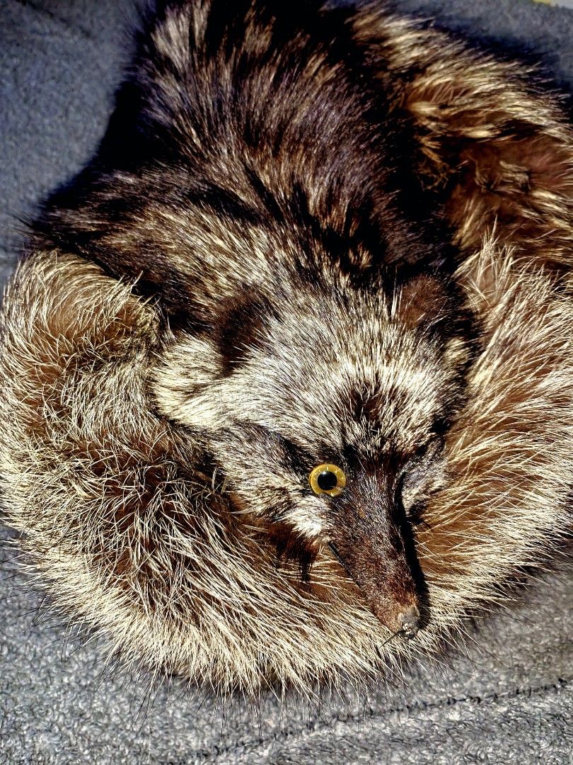 Vintage Fox Fur Stole with Head and Tail (Category: Designer & Blind Box Toys) located in Panabo. Submitted by tirexaspo2 (Listing ID 1469496620, Image 2). Description: Vintage Fox Fur Stole with Head and Tail - Vintage fox fur stole Realistic fox head with glass eyes - Long, bushy tail - Fur colors: black , beige, and brown - 50 inches long - Unique statement accessory ISSUE missing 1 eye.