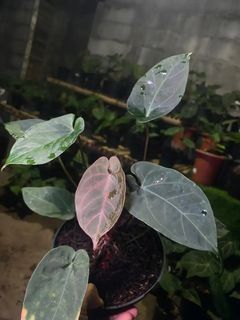 (Category: ) located in . Submitted by inflos.co (Listing ID 1469673633, Image 1). Description: .