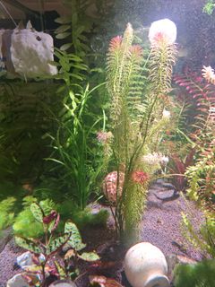 Excess Cabomba Plants, Furniture & Home Living, Gardening, Plants ...