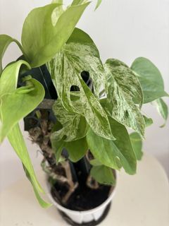 （分類：）位於 。 由 noddi 提交（商品編號 1469595810，圖片 1）。簡介： 。