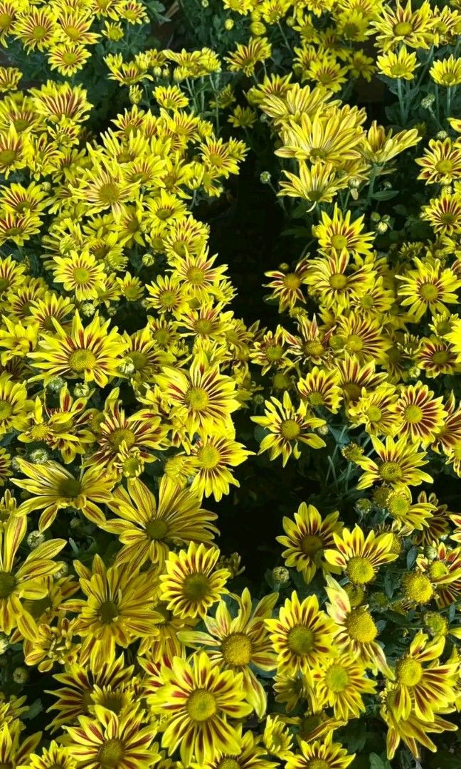 Flowers real plants (Category: Plants & Seeds) located in Quezon City. Submitted by cjpadilla (Listing ID 1469594458, Image 3). Description: .