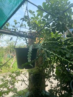 (Category: ) located in . Submitted by sherree1281 (Listing ID 1469674684, Image 1). Description: .