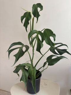 （分類：）位於 。 由 noddi 提交（商品編號 1468076432，圖片 1）。簡介： 。