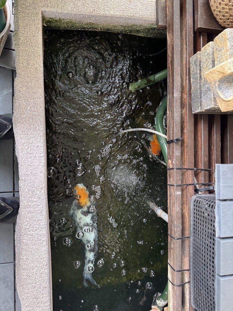 Natural Stone Fish Pond with Water Feature Setup, Furniture & Home ...