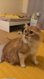 (Category: ) located in . Submitted by gelsi.x (Listing ID 1469722724, Image 1). Description: .