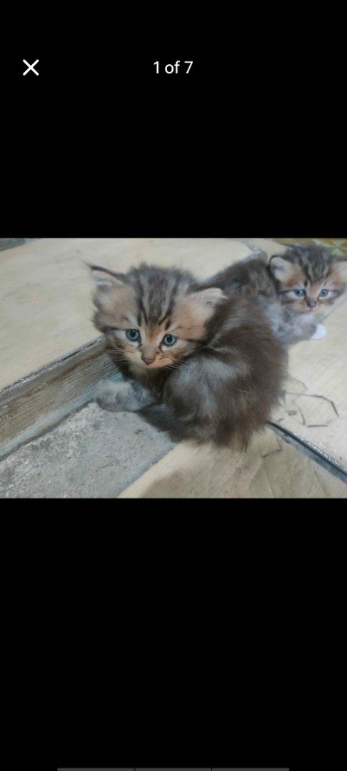 Pure Persian kittens (Category: Storybooks) located in Manila. Submitted by billythekid05 (Listing ID 1469722176, Image 1). Description: - Breed/Look: Adorable fluffy tabby kittens with soft fur - Eyes: Striking blue-ish eyes - Temperament: Super cute, playful, and active - Family: One kitten pictured resting near the mom - Status: Looking for a loving new home - Next Step: DM for adoption details.
