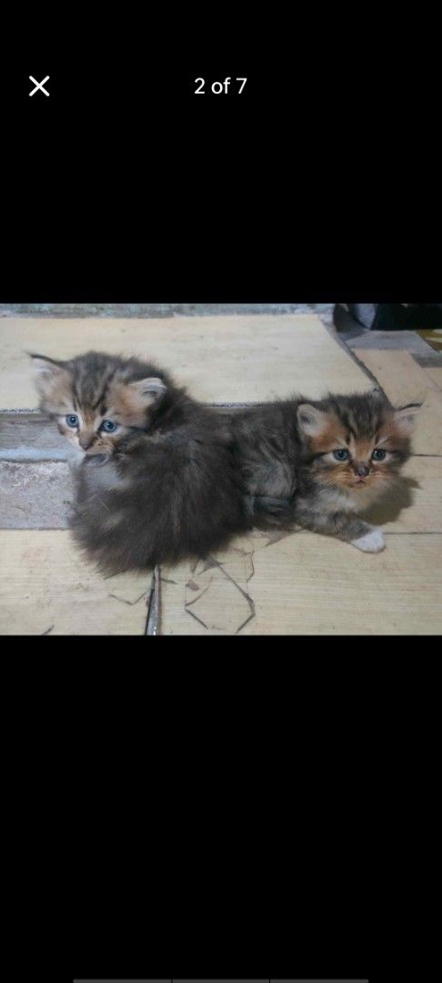 Pure Persian kittens (Category: Storybooks) located in Manila. Submitted by billythekid05 (Listing ID 1469722176, Image 2). Description: - Breed/Look: Adorable fluffy tabby kittens with soft fur - Eyes: Striking blue-ish eyes - Temperament: Super cute, playful, and active - Family: One kitten pictured resting near the mom - Status: Looking for a loving new home - Next Step: DM for adoption details.