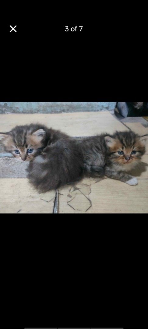 Pure Persian kittens (Category: Storybooks) located in Manila. Submitted by billythekid05 (Listing ID 1469722176, Image 3). Description: - Breed/Look: Adorable fluffy tabby kittens with soft fur - Eyes: Striking blue-ish eyes - Temperament: Super cute, playful, and active - Family: One kitten pictured resting near the mom - Status: Looking for a loving new home - Next Step: DM for adoption details.