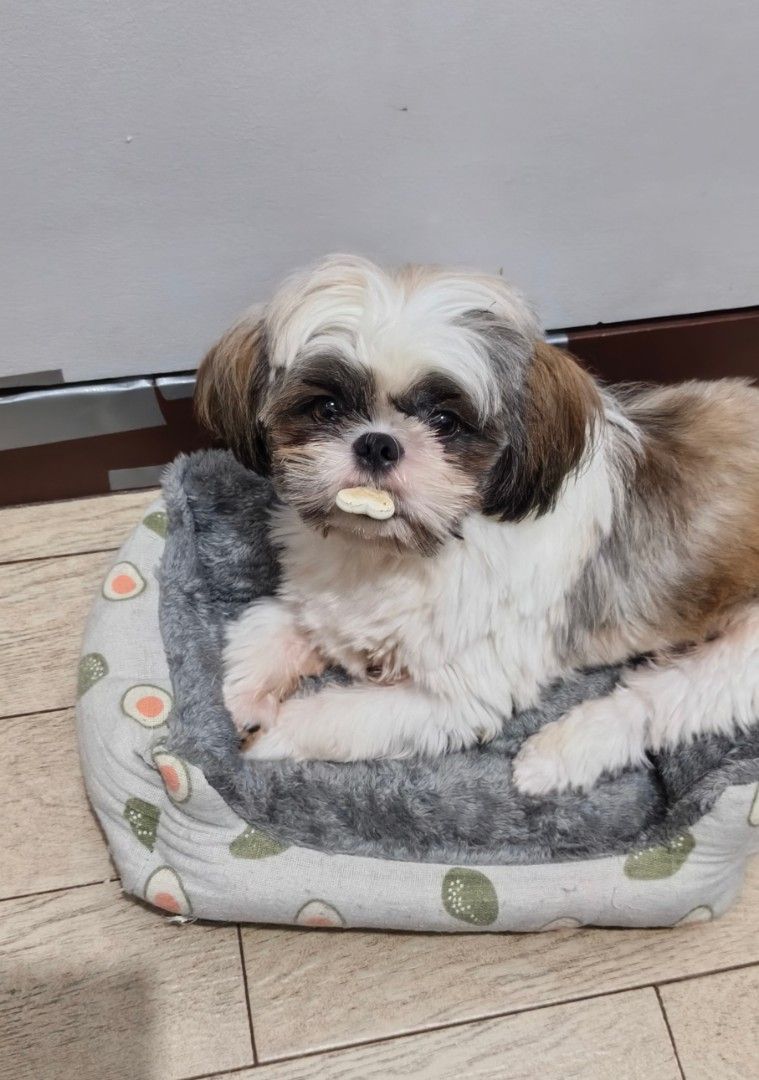Shihtzu (Category: Looking For) located in Quezon City. Submitted by ljusjsanrio_stuff24 (Listing ID 1469666939, Image 3). Description: Tri-color Male 2 Years old Pure Shihtzu . Malambing, playful with complete vaccine. Wala na po kasi mag aalaga sa kanya mag aabroad may ari nya. kasama na lahat ng gamit at food nya sobrang bait po ng aso nayan madali mapaamo.Location San Jose Del Monte Bulacan.Still negotiable Asap Call nalng sa Intresado.091699